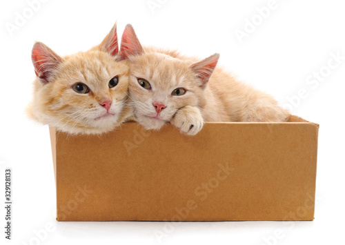 Two cats in a box.