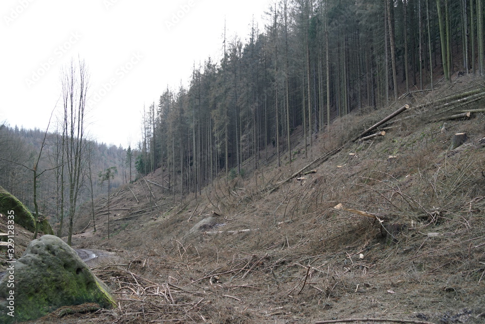 Forced deforestation of a dying spruce wood after storm and bork beetle damages due to climate change Forced deforestation of a dying spruce wood after storm and bork beetle damages due to climate change