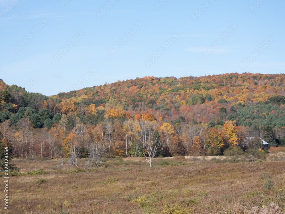 Autumn Colors