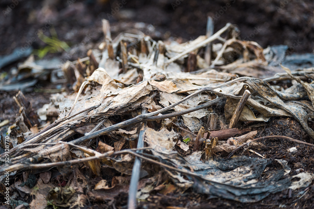 Dry leaves on the ground in spring. Dry leaves on the ground in spring.