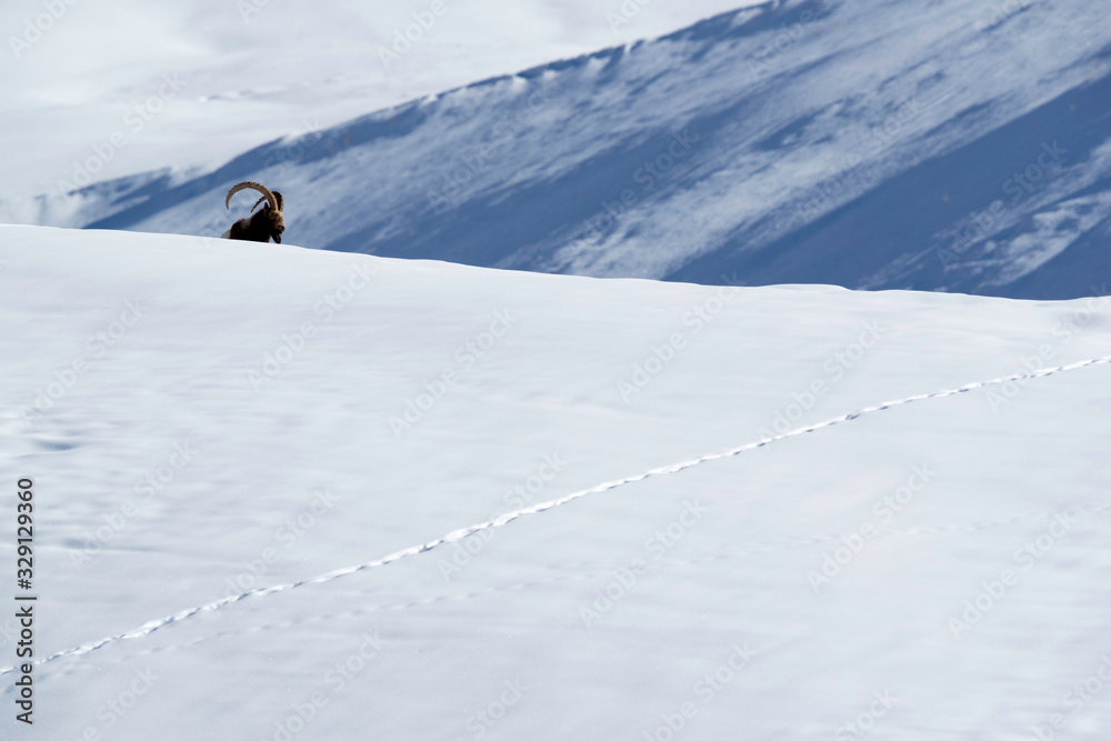 A male Ibex in the snow covered mountains of Spiti valley, Himachal Pradesh, India