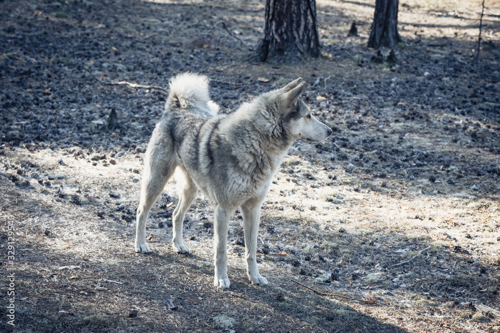 Friendly dog husky hunting in the forest.