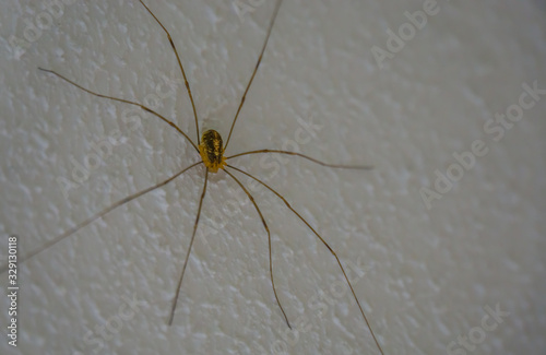 closeup of a harvestmen spider, common arachnid specie from Europe that is often found in houses photo