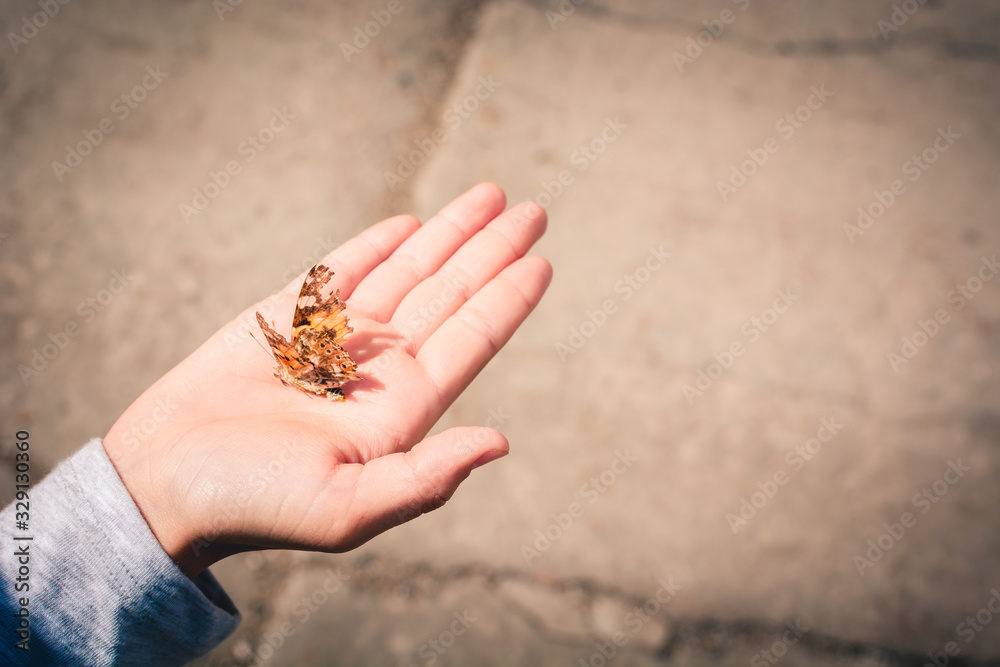 Obraz premium An exotic butterfly with beautiful wings sat on the girls hand.