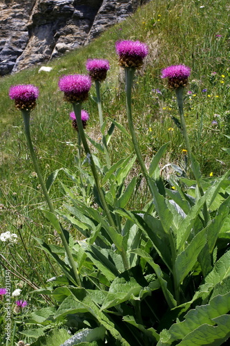 Obraz na plátně Gewöhnliche Bergscharte, Stemmacantha rhapontica subsp
