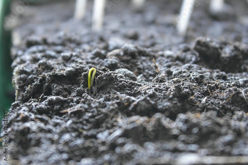 Aufgehender Keimling aus Samenkorn kämpft sich durch die Erde