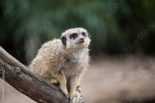 Portrait of meerkat sitting on tree branch © pixarno