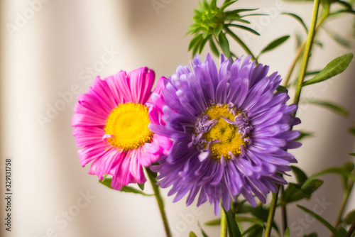Beautiful in its variety of aster flowers. © I
