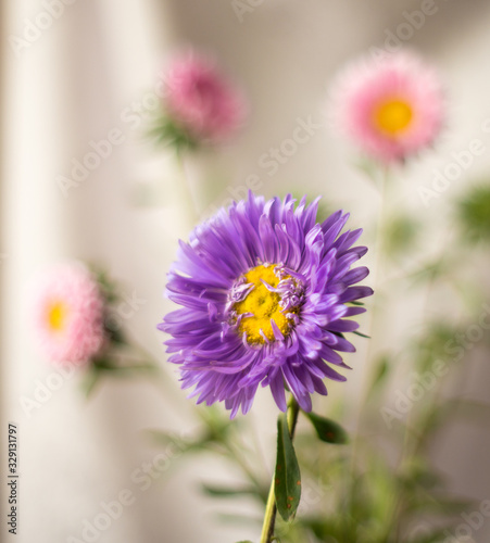 Beautiful in its variety of aster flowers.