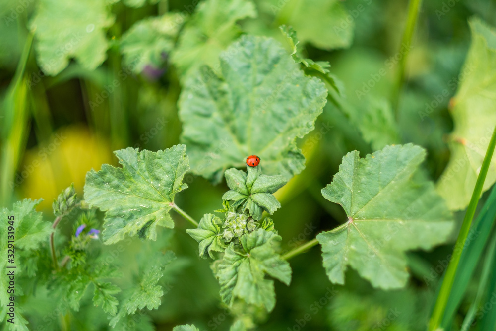Red Ladybug on Vegetable Leaf in Green Garden Red Ladybug on Vegetable Leaf in Green Garden