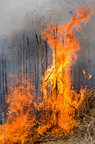 Dry reeds in fire