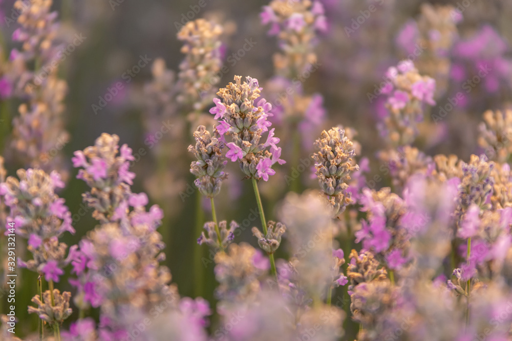 Close up of a beautiful lavander field in the summer time, Gorun, Bulgaria