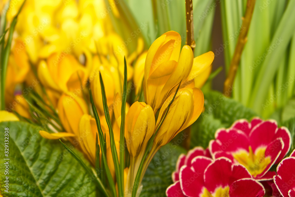 Yellow Crocuses in spring; easter flowers