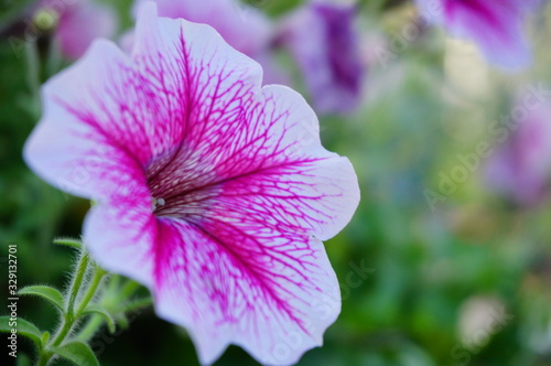 flower on the garden 