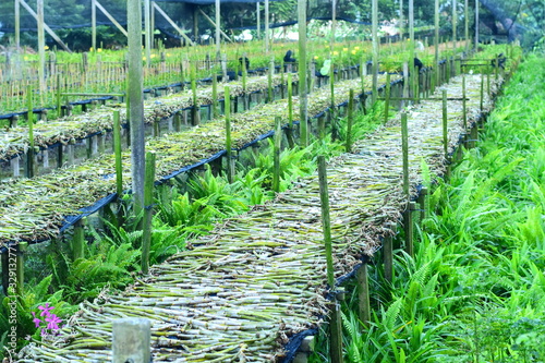 Fotomurale Orchid farm, Orchid and fern garden,