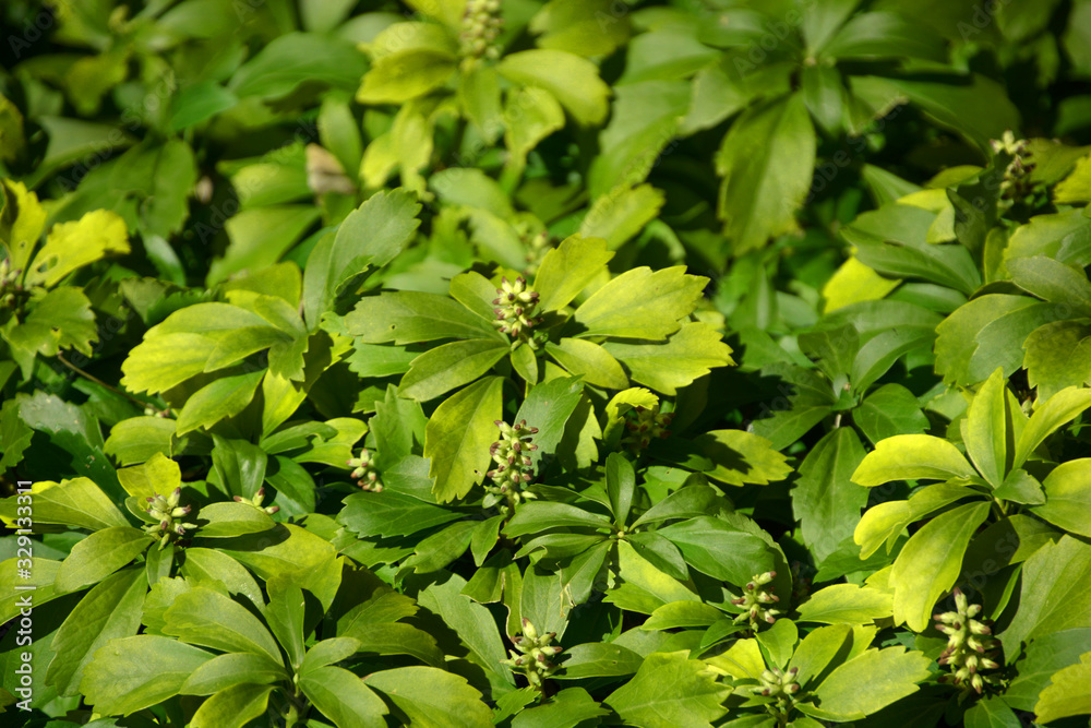 evergreen carpet box plant with tiny flowers in spring, pachysandra