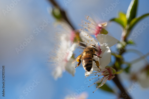 Canvas Print honey bee pollinates prunus blossom on beautiful background of blue sky