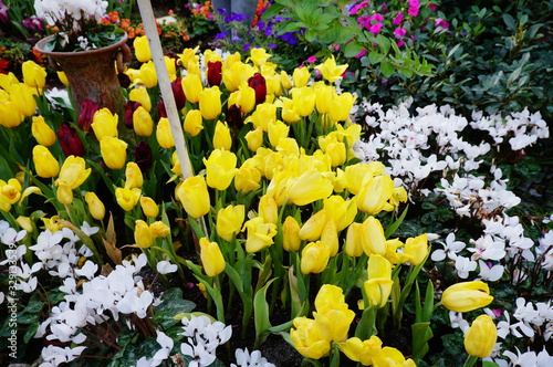 flower on the garden 