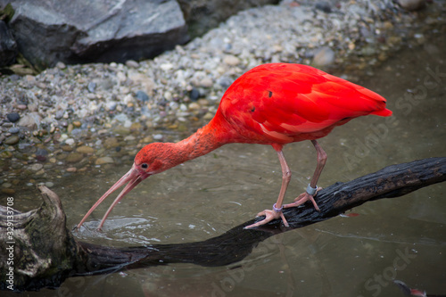 Portrait of scarlet ibis in border water photo