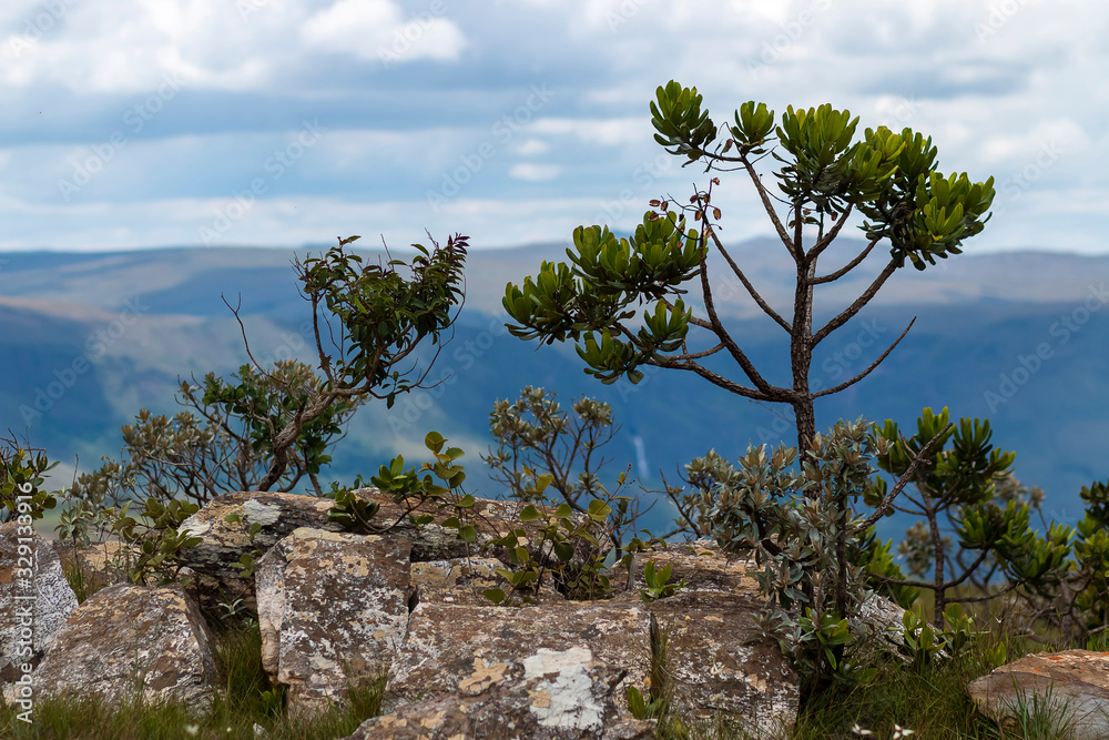 vegetação da Serra da Canastra, Minas Gerais, Brasil vegetação da Serra da Canastra, Minas Gerais, Brasil