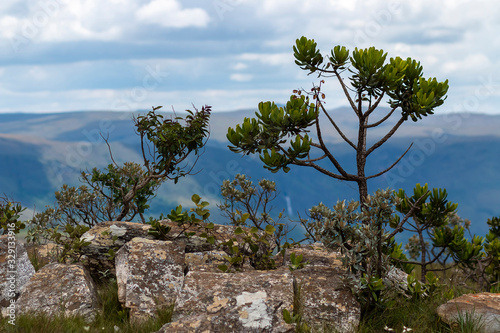 vegetação da Serra da Canastra, Minas Gerais, Brasil