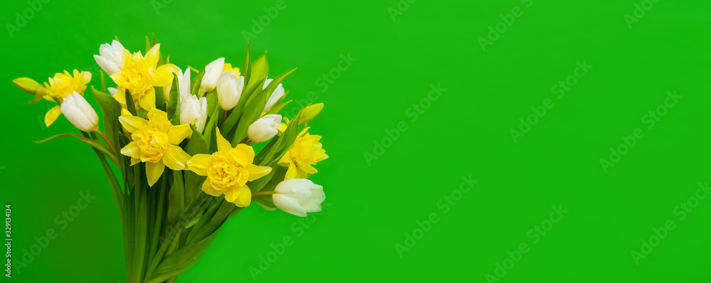 Spring banner. White yellow tulip daffodil bouquet on green background. Easter and spring greeting card. Woman day concept. Copyspace for text.