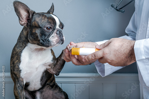 Veterinary doctor licking nails of dog boston terrier with stethoscope