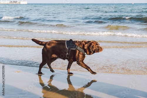 Fototapeta Naklejka Na Ścianę i Meble -  Portrait of a chocolate labrador in front of the sea. brown labrador retriever dog on the beach. A pet walks along a sandy beach, the shore of the Baltic Sea in Sopot, Poland