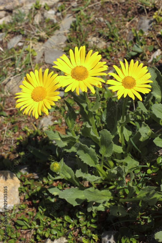 Grossblütige Gämswurz, Doronicum grandiflorum Grossblütige Gämswurz, Doronicum grandiflorum