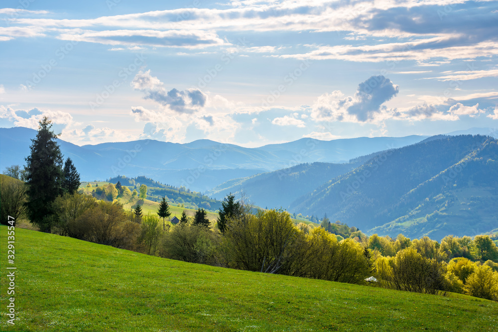wonderful rural landscape in mountains. fields and meadows on hills rolling in to the distant ridge. trees in fresh green foliage. nature scenery on a sunny day in spring. fluffy clouds on the sky
