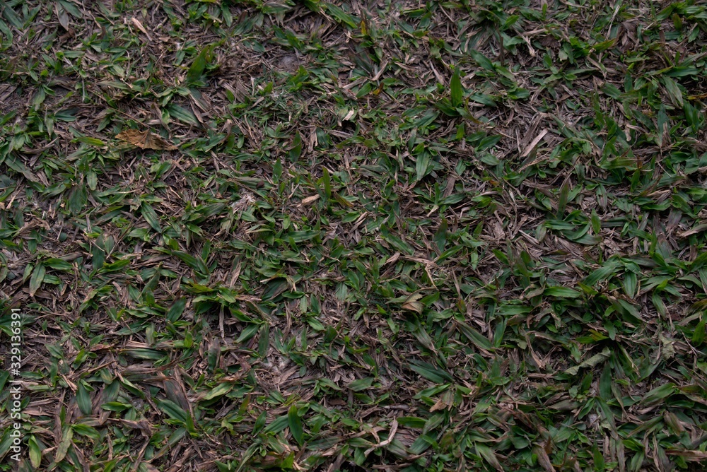 Soil with Mossy Floor Background Soil with Mossy Floor Background