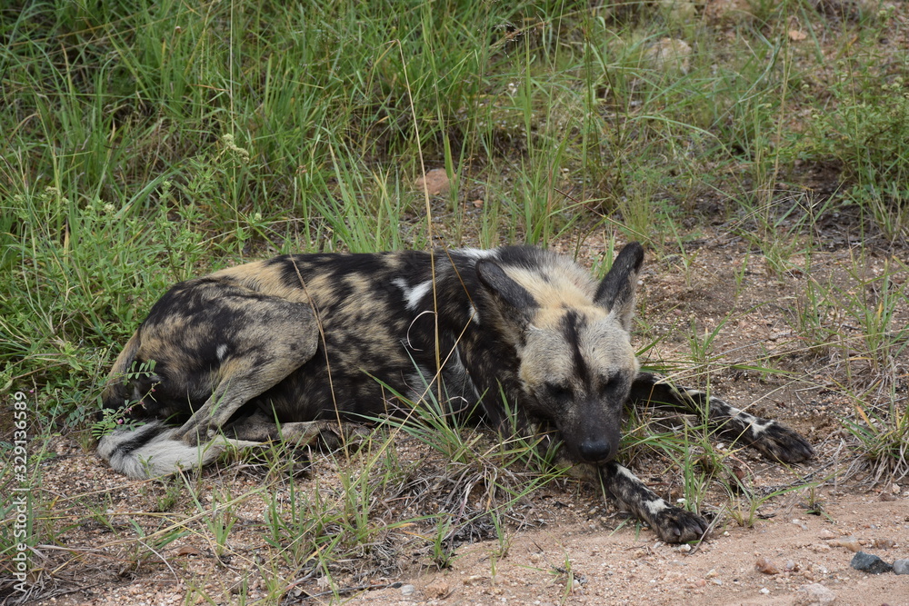 African Wildog Chilling in Kruger, ZA African Wildog Chilling in Kruger, ZA