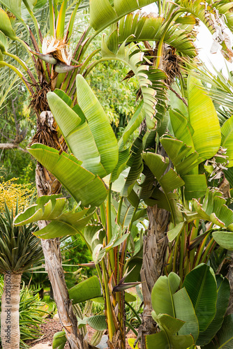 Tropical Garden with Banana Palm Tree and Other Plants.