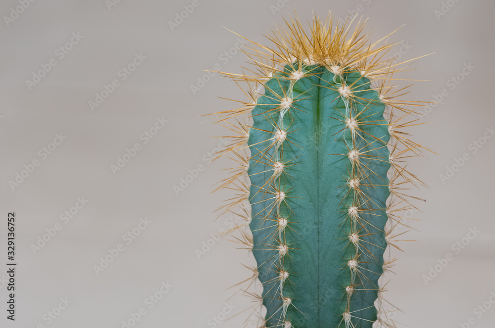 Obraz thorny desert plants, cactus photos