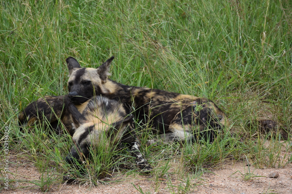 African Wildogs resting by the side of the road, ZA African Wildogs resting by the side of the road, ZA