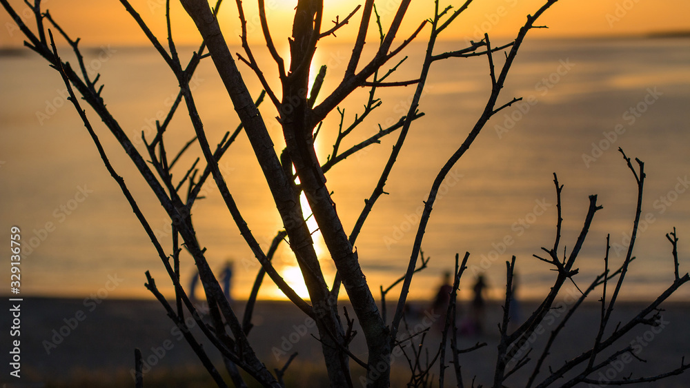 Fototapeta premium galhos em silhueta no deck porto de Punta del Este, Uruguai