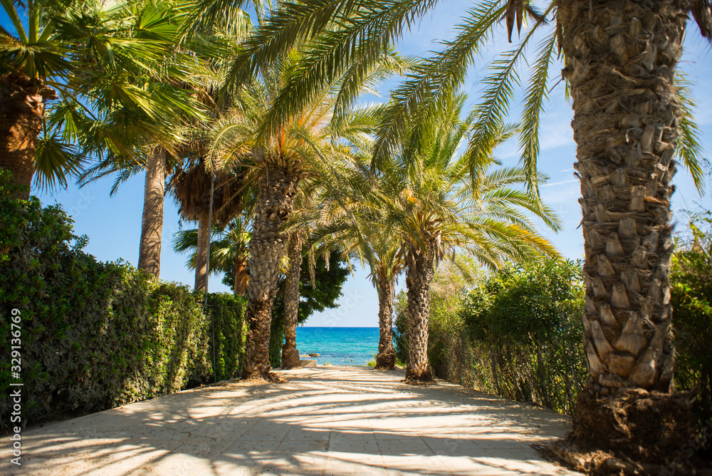 Palm Tree Alley on Picturesque Coast of Mediterranean Sea on Cyprus Island. Palm Tree Alley on Picturesque Coast of Mediterranean Sea on Cyprus Island.