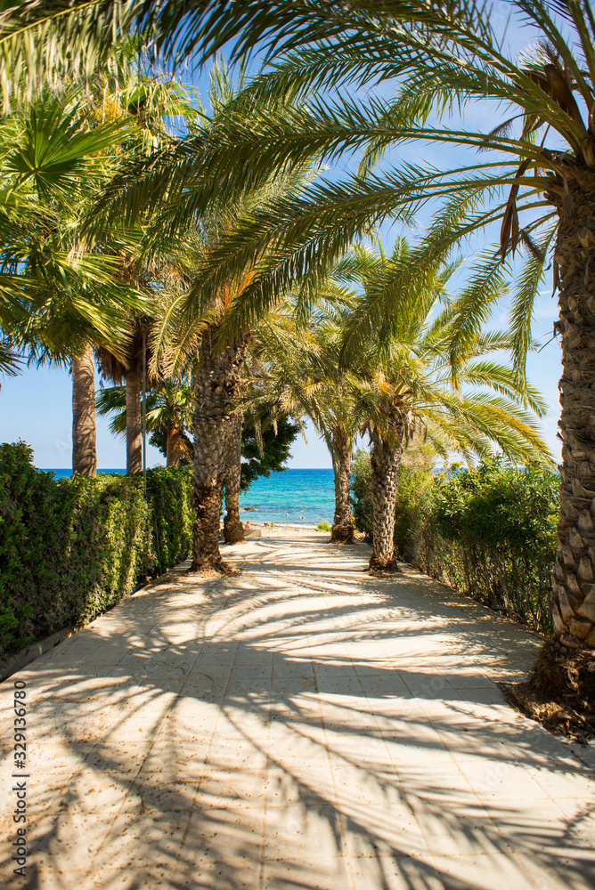 Palm Tree Alley on Picturesque Coast of Mediterranean Sea on Cyprus Island. Palm Tree Alley on Picturesque Coast of Mediterranean Sea on Cyprus Island.