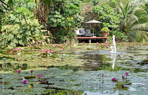 Water lily pond in beautiful garden - Thailand