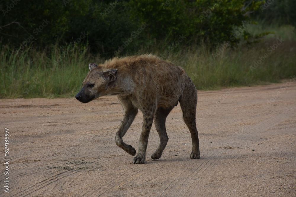 Fototapeta premium Hyenas passing by the side of the road, ZA
