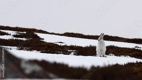 Mountain hare, Lepus timidus, march running/chasing in winter coat with snow on a hillside in the cairngorms national park, Scotland.