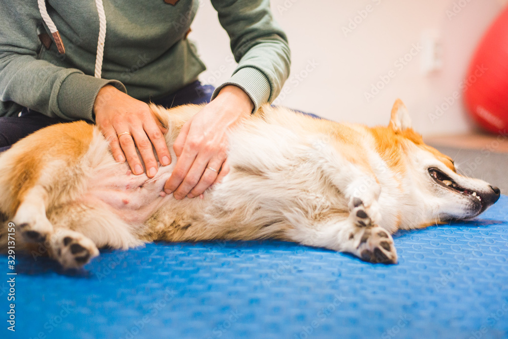 welsh corgi pembroke dog during a Scar Tissue Massage therapy session with a pet physioteraphist