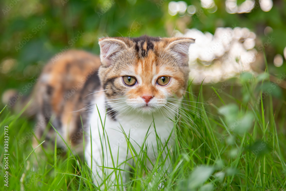 Scottish fold cat are playing in the garden. Tree color kitten are walking in the grass field in the morning.Kittens with folding ears are playing in the garden.