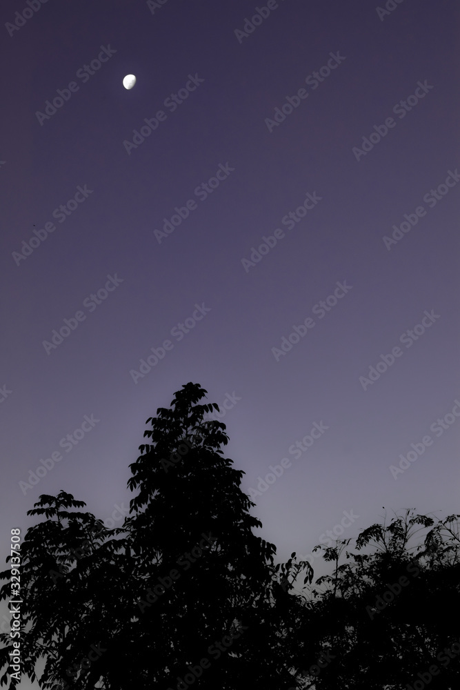 Céu noturno, silhueta de árvore e Lua Céu noturno, silhueta de árvore e Lua