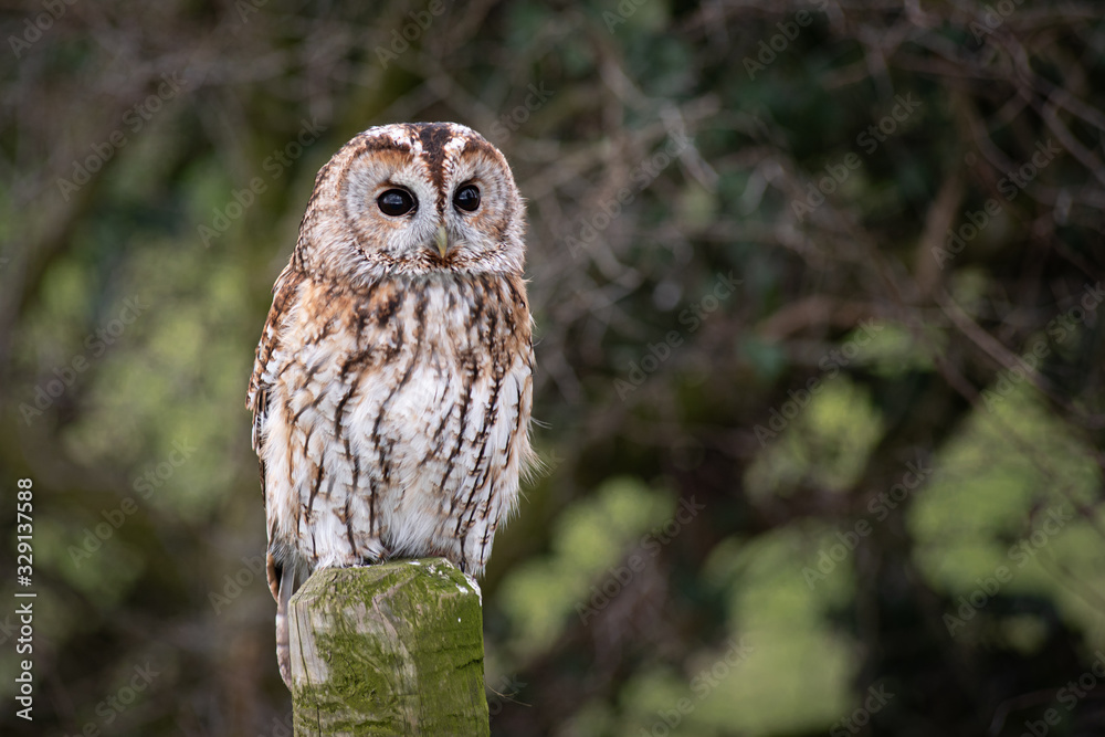 Close portrait of a tawny owl, Strix aluco, as it sits perched on a post with eyes wide open staring forward Close portrait of a tawny owl, Strix aluco, as it sits perched on a post with eyes wide open staring forward
