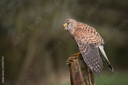 A profile portrait of a female kestrel, Falco tinnunculus, perched on a wooden post mantling to cover its prey from other predators