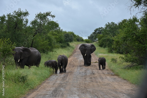 Herd of Elephants marching in the road, ZA