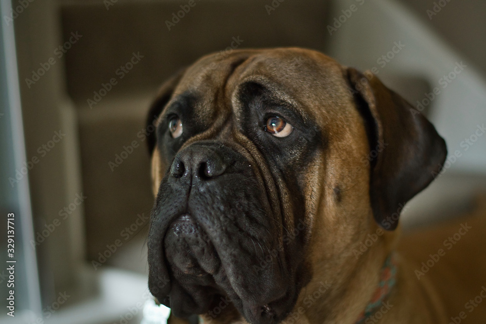 020-03-08 A BULL MASTIFF LOOKING CLOSE UP WHILE LOOKING UP