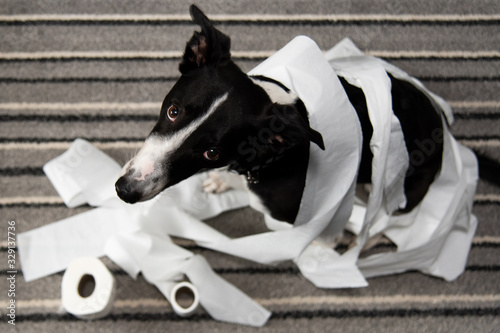 Quadro em tela Home pet destruction on bedroom floor with some piece of toilet roll paper