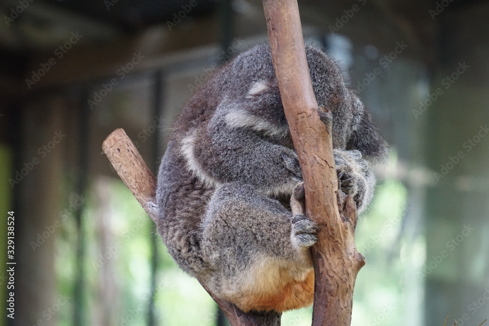 Naklejka premium Sleeping koala